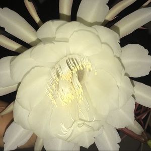 Meet your Posher, Silvia